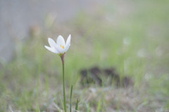 Zephyranthes candida