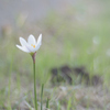 Zephyranthes candida
