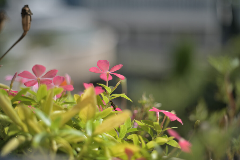 Catharanthus roseus