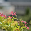 Catharanthus roseus