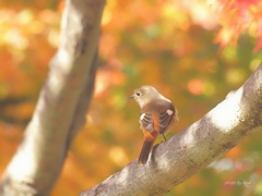 Phoenicurus auroreus