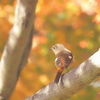 Phoenicurus auroreus