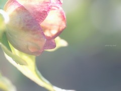 Helleborus