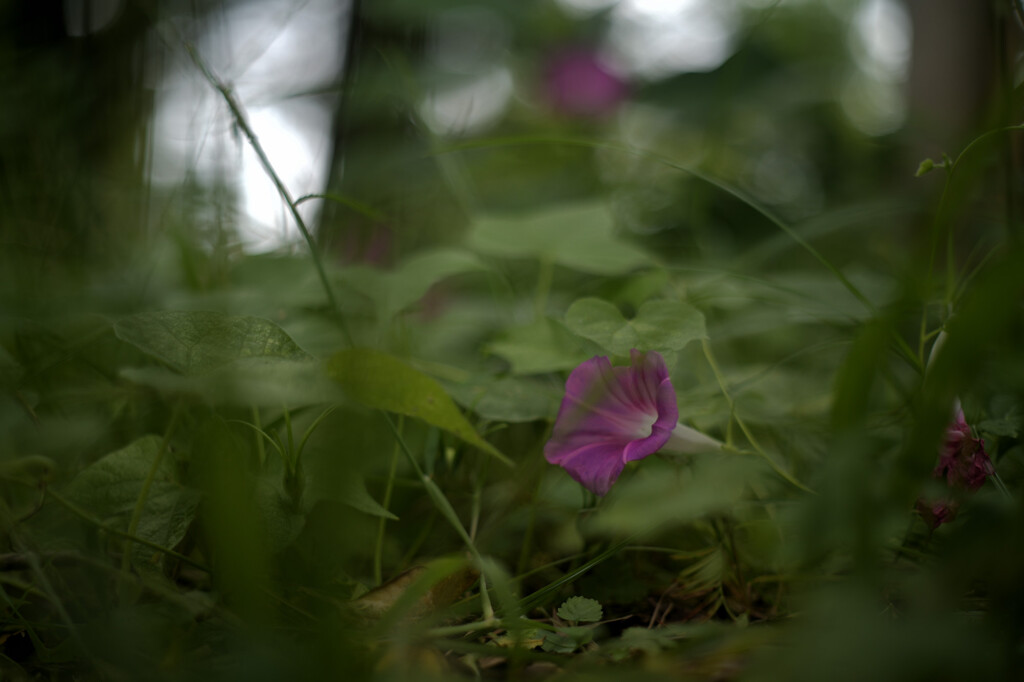 Convolvulus erubescens