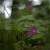 Convolvulus erubescens