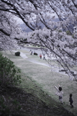 花弁キャッチ