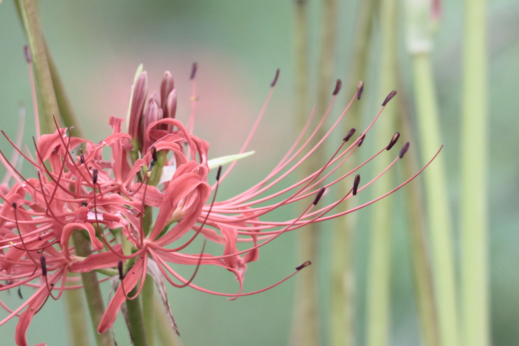 Lycoris