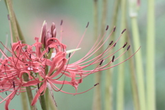 Lycoris