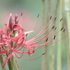 Lycoris