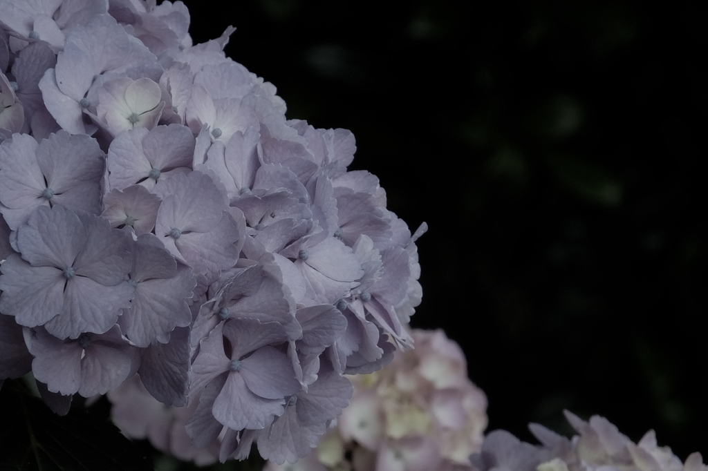 紫陽花