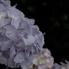 紫陽花