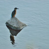 Alcedo atthis