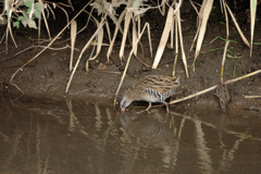 Rallus indicus