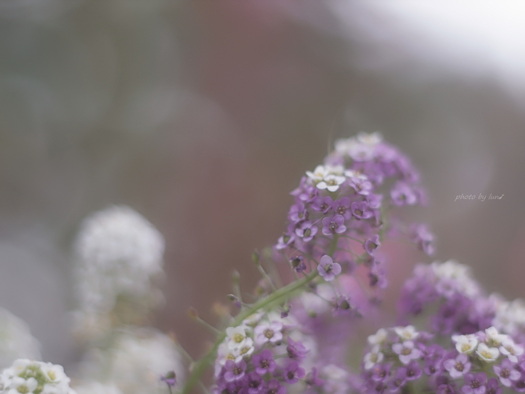 sweet alyssum