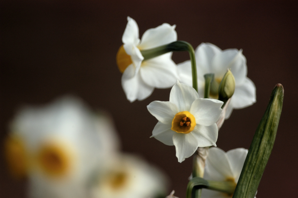 Narcissus