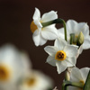 Narcissus