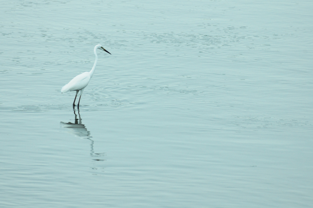 Ardea alba