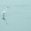 Ardea alba