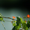 Quamoclit coccinea