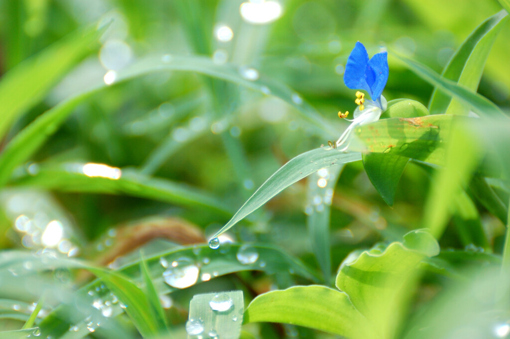 Commelina communis
