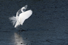 Ardea alba