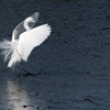 Ardea alba