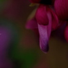 Lespedeza bicolor