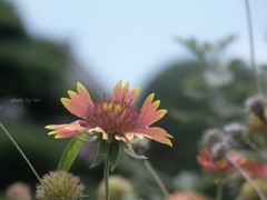 Gaillardia