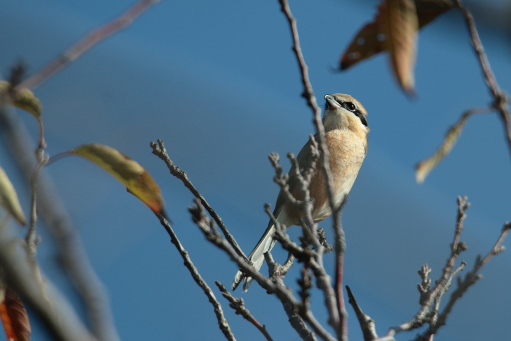 Lanius bucephalus