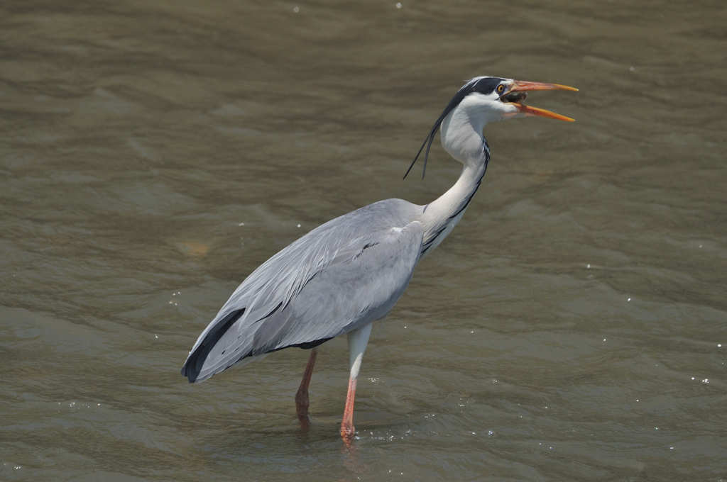 Ardea cinerea