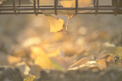 あっという間に秋は