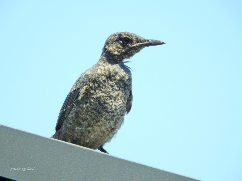 Monticola solitarius