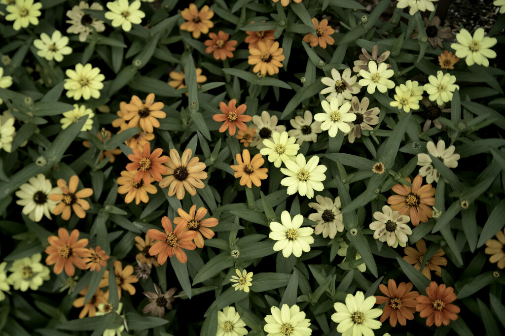 Zinnia