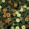 Zinnia