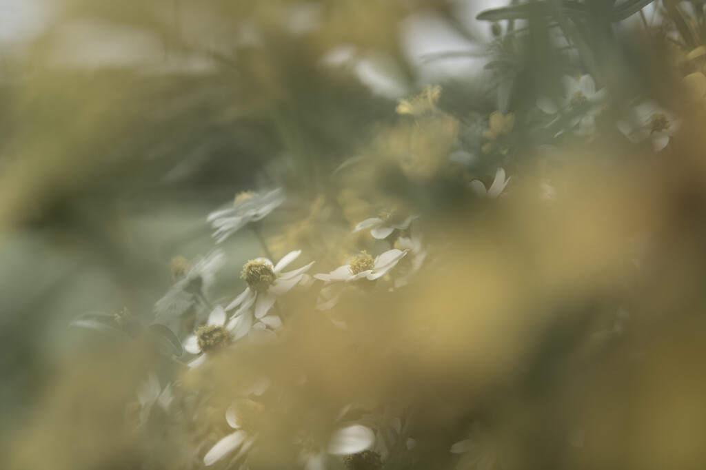 百日草