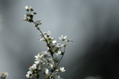 Spiraea thunbergii