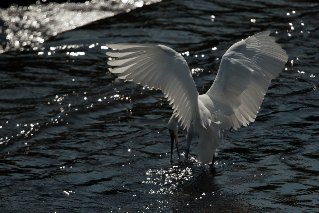 Ardea alba