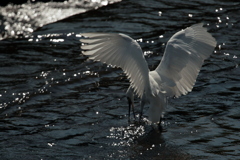 Ardea alba