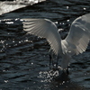 Ardea alba