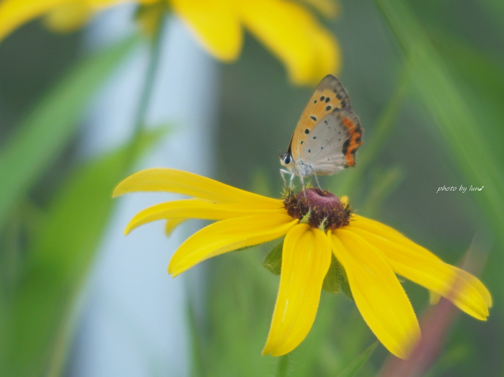 Rudbeckia