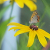 Rudbeckia