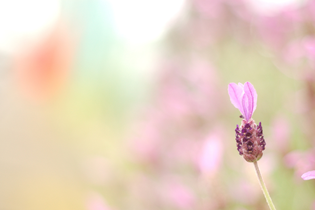 Lavandula stoechas