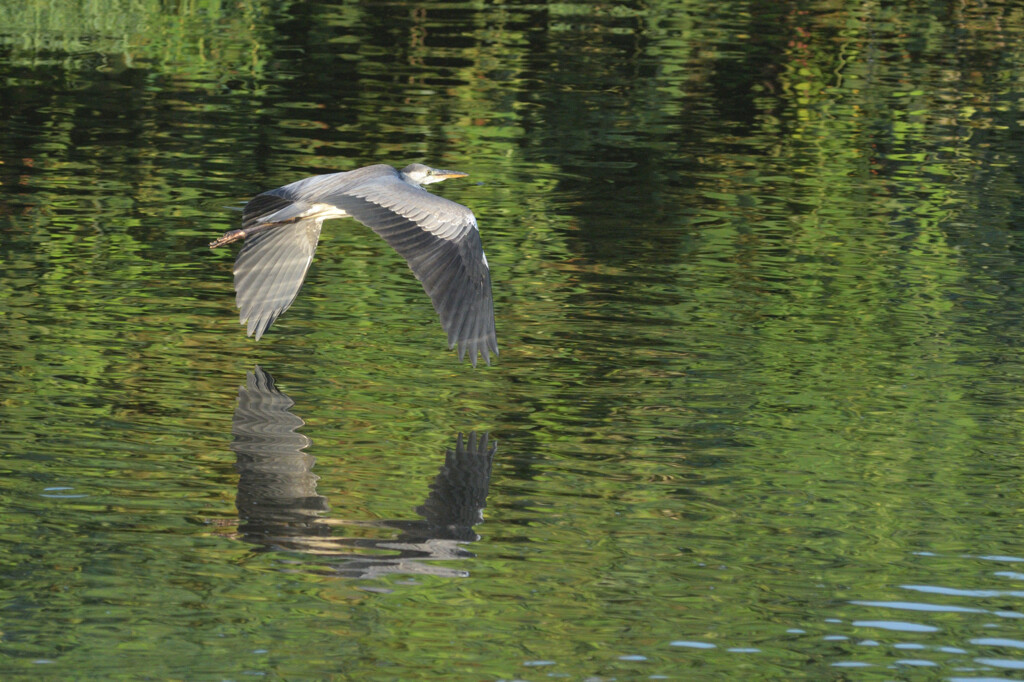  Ardea cinerea