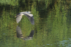  Ardea cinerea