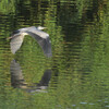  Ardea cinerea
