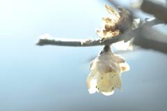 Chimonanthus praecox