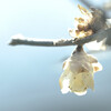 Chimonanthus praecox