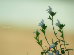 Salvia greggii
