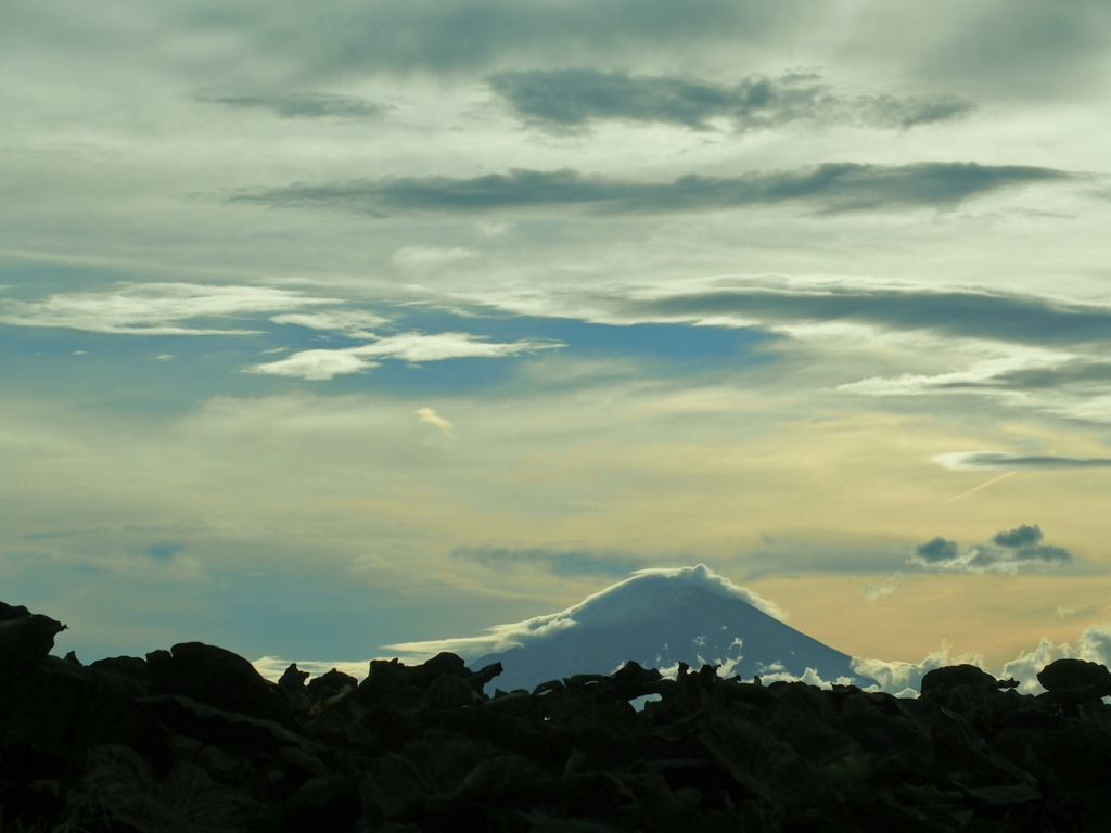 里芋畑と富士山