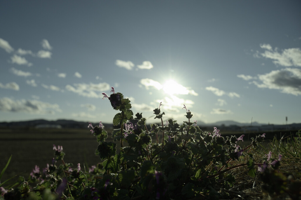  Lamium amplexicaule